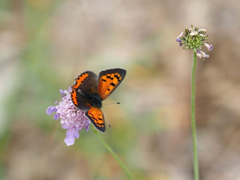 Kleiner Feuerfalter (Lycaena phlaeas)