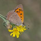 Kleiner Feuerfalter (Lycaena phlaeas)