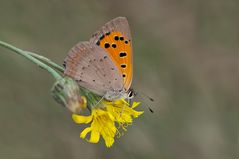 Kleiner Feuerfalter (Lycaena phlaeas)