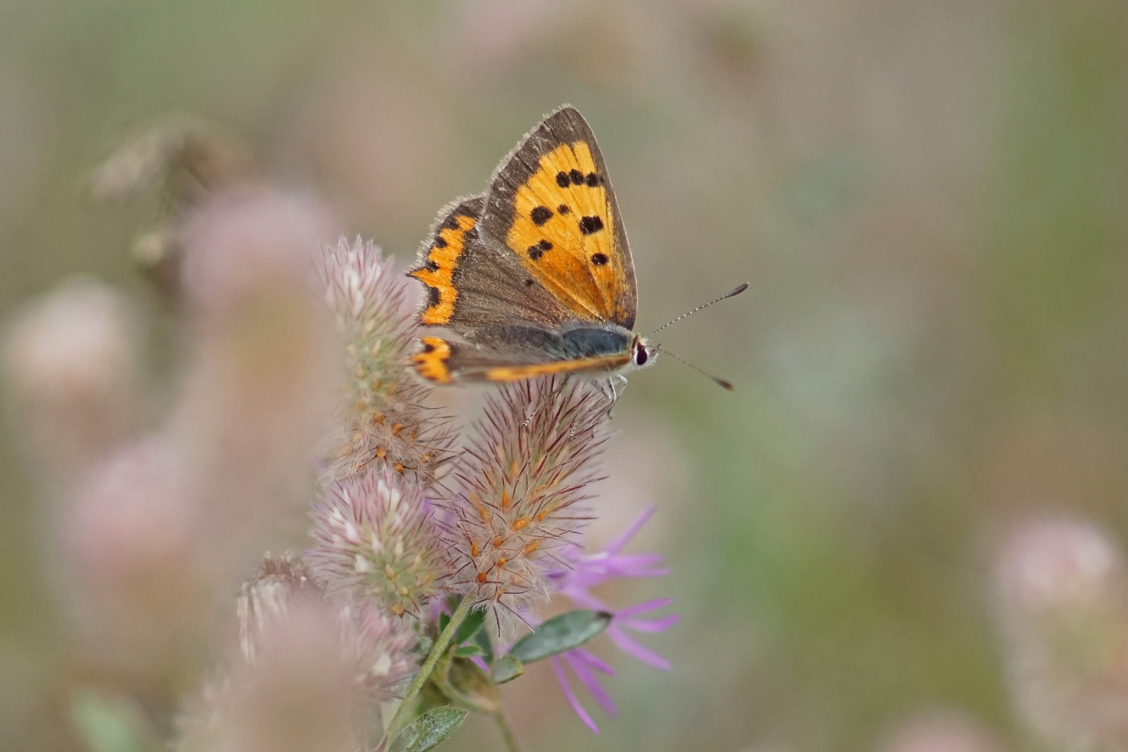 Kleiner Feuerfalter (Lycaena phlaeas)