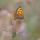 Kleiner Feuerfalter (Lycaena phlaeas)