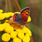 Kleiner Feuerfalter (Lycaena phlaeas)