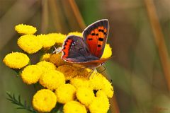 Kleiner Feuerfalter (Lycaena phlaeas)