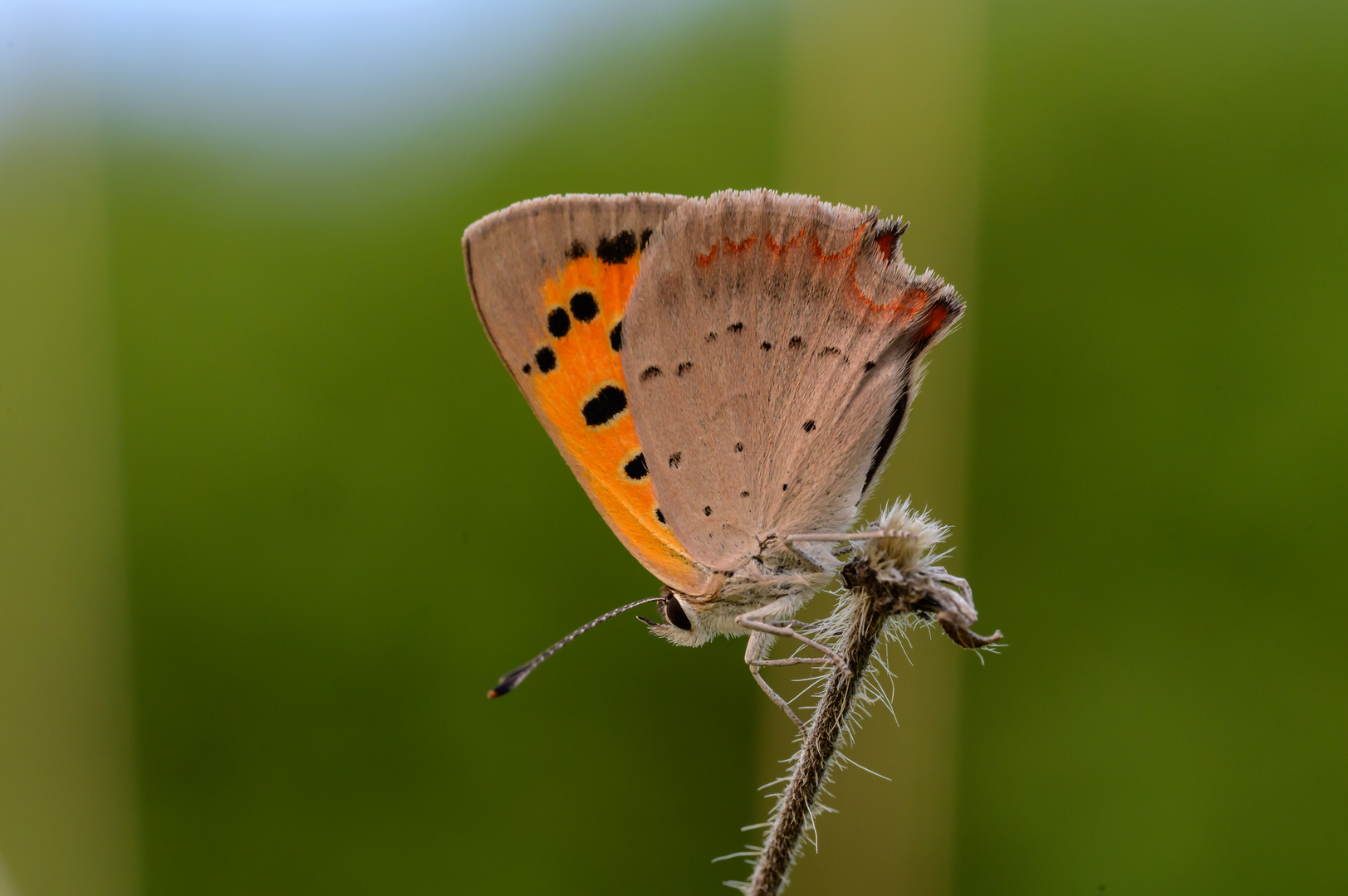 Kleiner Feuerfalter (Lycaena phlaeas)