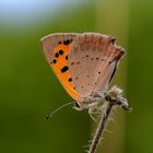 Kleiner Feuerfalter (Lycaena phlaeas)