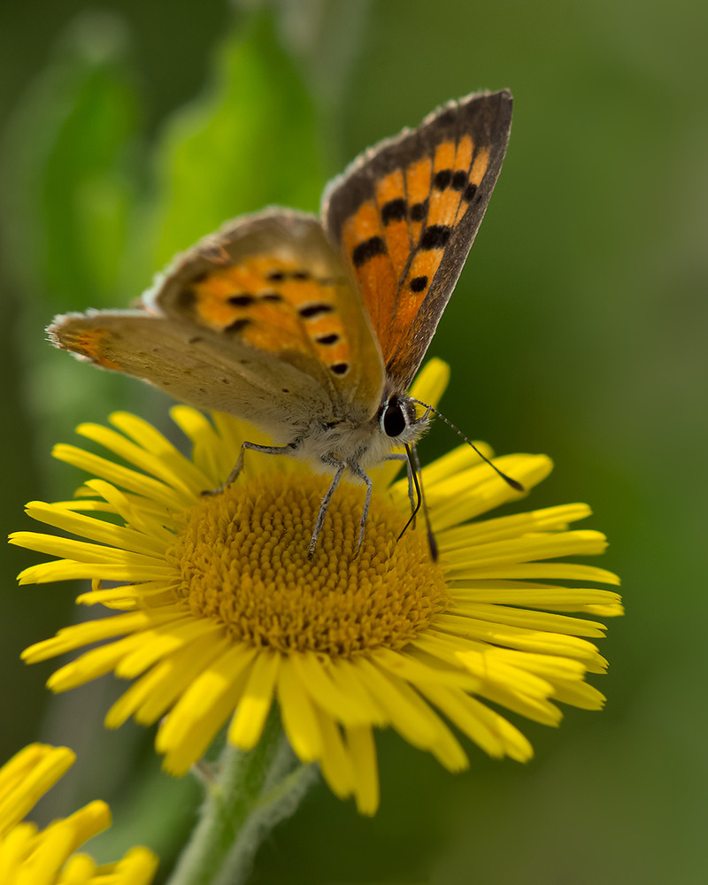 Kleiner Feuerfalter (Lycaena phlaeas)