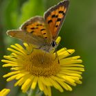 Kleiner Feuerfalter (Lycaena phlaeas)