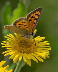 Kleiner Feuerfalter (Lycaena phlaeas)