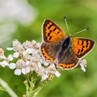 Kleiner Feuerfalter (Lycaena phlaeas)