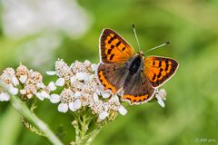 Kleiner Feuerfalter (Lycaena phlaeas)