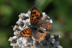 Kleiner Feuerfalter (Lycaena phlaeas)