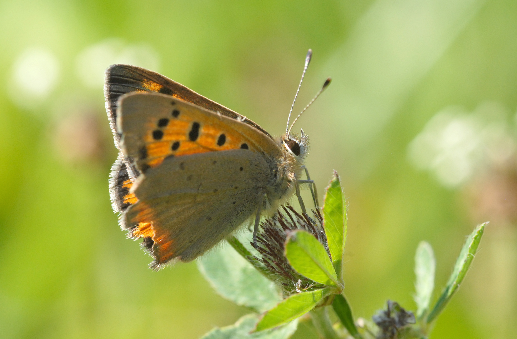 ,, Kleiner Feuerfalter ( Lycaena phlaeas ) 3 ,,