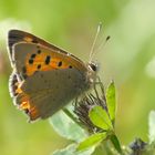 ,, Kleiner Feuerfalter ( Lycaena phlaeas ) 3 ,,