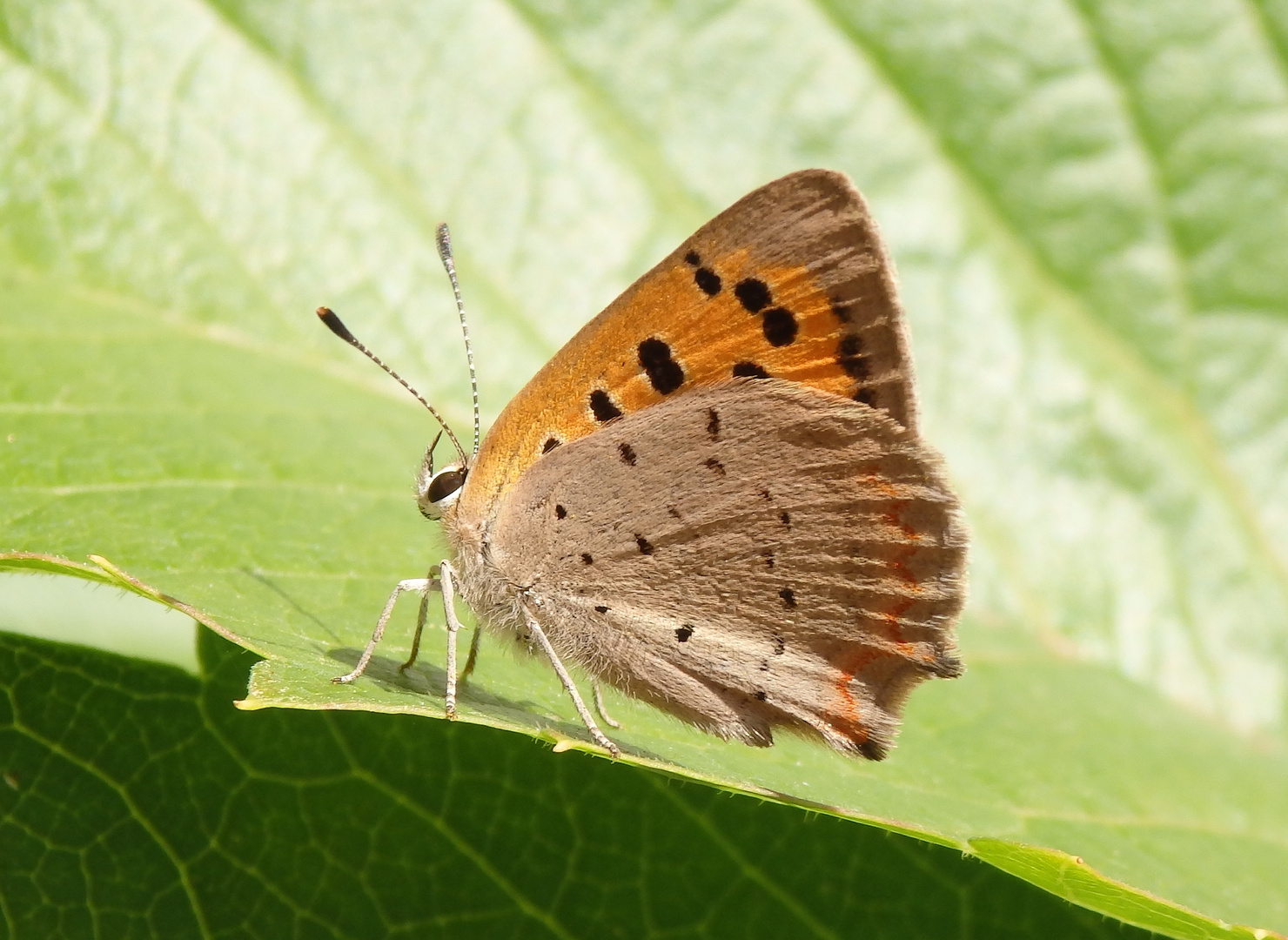 Kleiner Feuerfalter (Lycaena phlaeas)