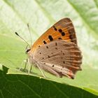 Kleiner Feuerfalter (Lycaena phlaeas)