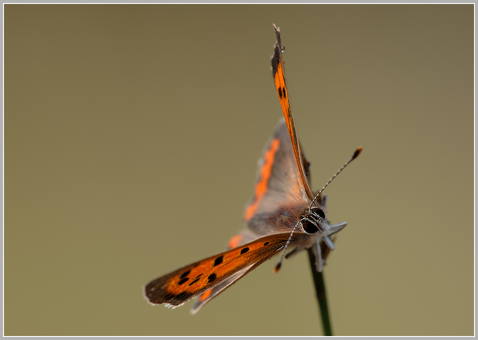 Kleiner Feuerfalter (Lycaena phlaeas)