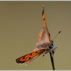 Kleiner Feuerfalter (Lycaena phlaeas)