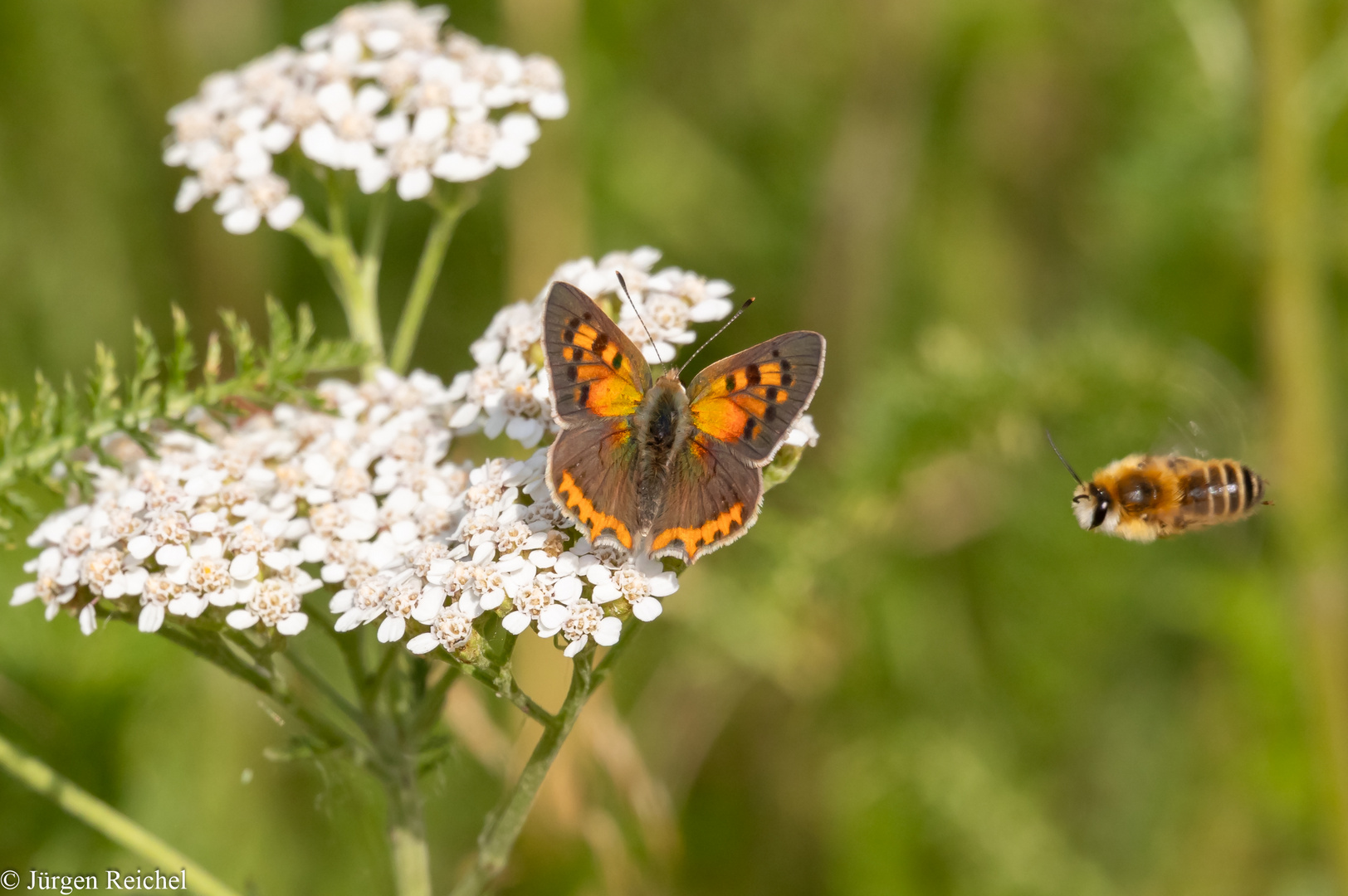 Kleiner Feuerfalter ( Lycaena phlaeas ) 