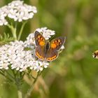 Kleiner Feuerfalter ( Lycaena phlaeas ) 