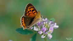 Kleiner Feuerfalter - Lycaena phlaeas