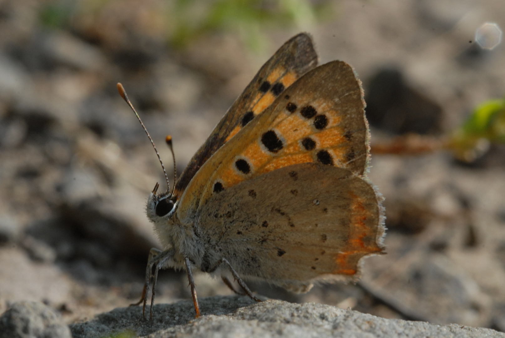 ,, Kleiner Feuerfalter ( Lycaena phlaeas ) ,,