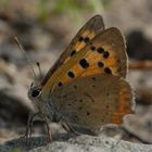 ,, Kleiner Feuerfalter ( Lycaena phlaeas ) ,,