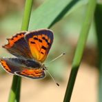 Kleiner Feuerfalter........., (Lycaena phlaeas)