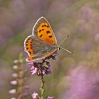 Kleiner Feuerfalter (Lycaena phlaeas)