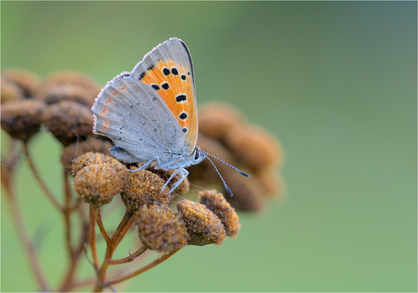 Kleiner Feuerfalter (Lycaena phlaeas)