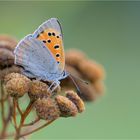 Kleiner Feuerfalter (Lycaena phlaeas)