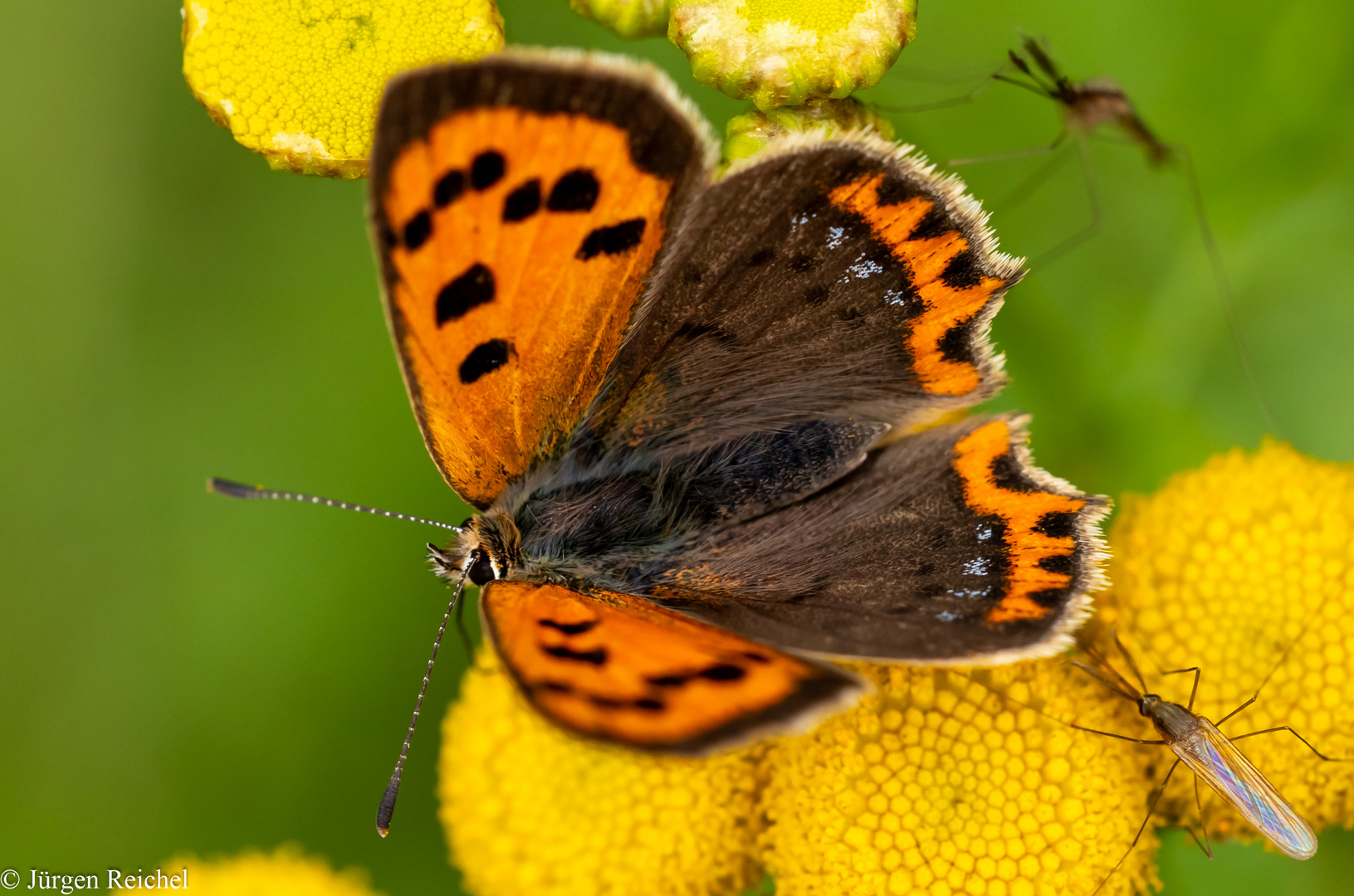 Kleiner Feuerfalter ( Lycaena phlaeas )