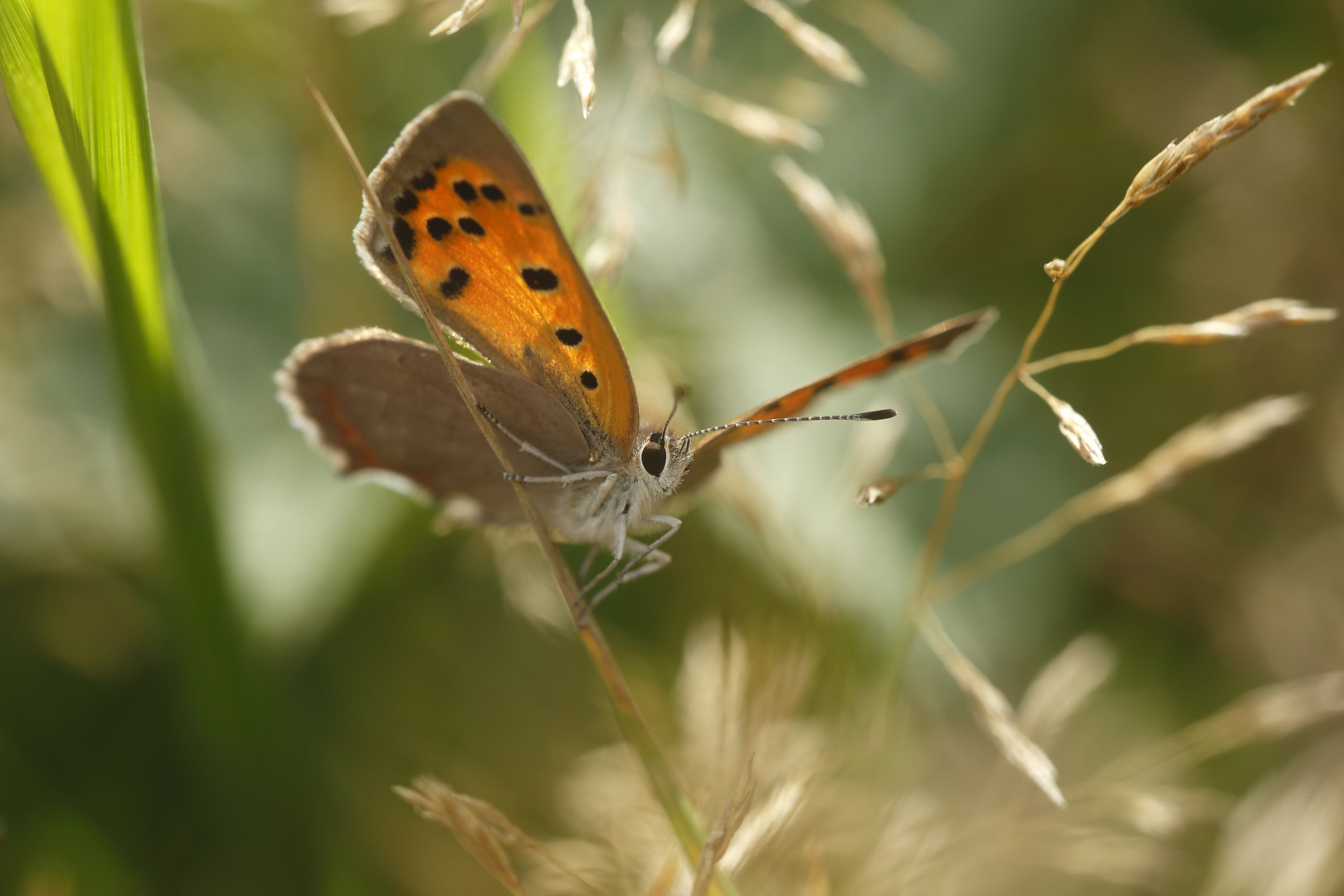 Kleiner Feuerfalter Lycaena phlaeas