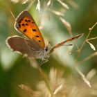 Kleiner Feuerfalter Lycaena phlaeas