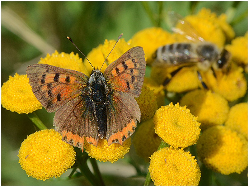 Kleiner Feuerfalter (Lycaena phlaeas)