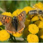 Kleiner Feuerfalter (Lycaena phlaeas)