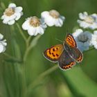 Kleiner Feuerfalter (Lycaena phlaeas)