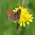 Kleiner Feuerfalter (Lycaena phlaeas)