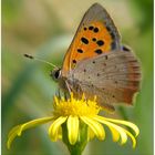 Kleiner Feuerfalter - lycaena phlaeas -