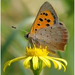 Kleiner Feuerfalter - lycaena phlaeas -