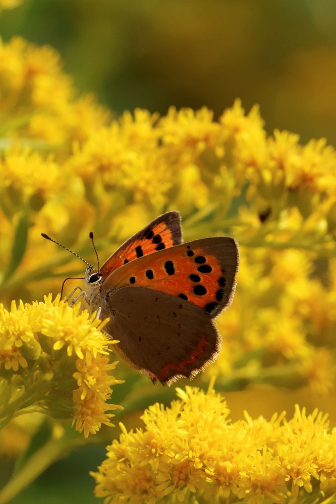 Kleiner Feuerfalter (Lycaena phlaeas)