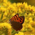 Kleiner Feuerfalter (Lycaena phlaeas)