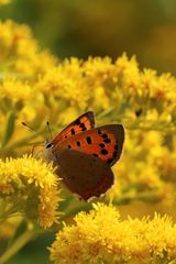 Kleiner Feuerfalter (Lycaena phlaeas)