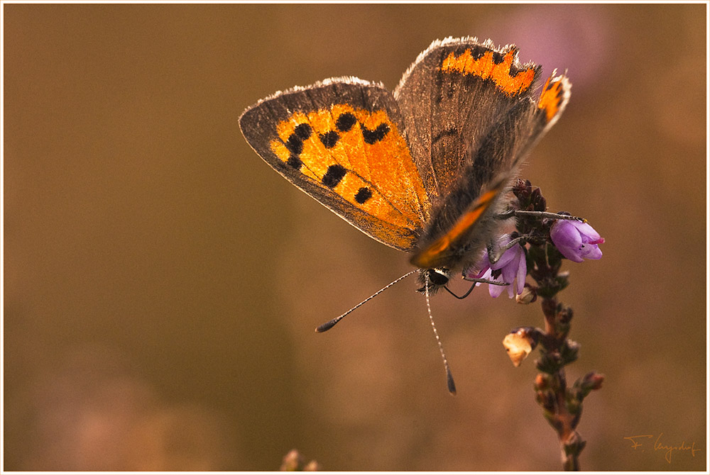 Kleiner Feuerfalter (Lycaena phlaeas)