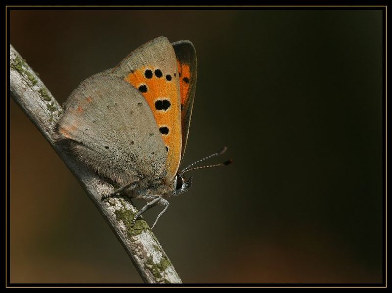 Kleiner Feuerfalter (Lycaena phlaeas)