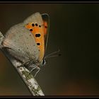 Kleiner Feuerfalter (Lycaena phlaeas)