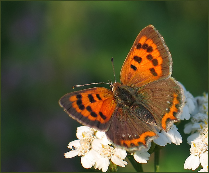 Kleiner Feuerfalter (Lycaena phlaeas)