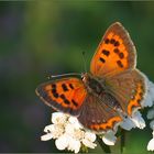 Kleiner Feuerfalter (Lycaena phlaeas)