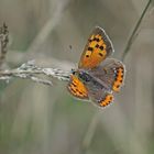 Kleiner Feuerfalter (Lycaena phlaeas)