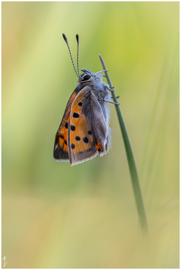 Kleiner Feuerfalter (Lycaena phlaeas)