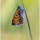 Kleiner Feuerfalter (Lycaena phlaeas)